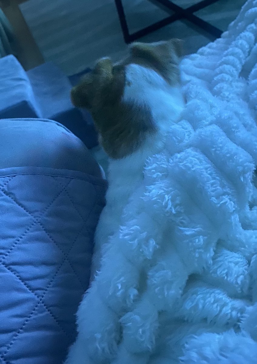 DaisyMaeJack's tweet image. Finally relaxing after a long work day. Oh and so is my Mom. 😆🐾♥️ #cuddles #snuggles #cozy #dogsofX