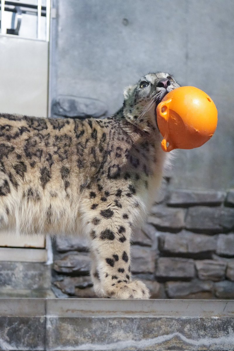 zann_n3n's tweet image. cats are just geeked in general