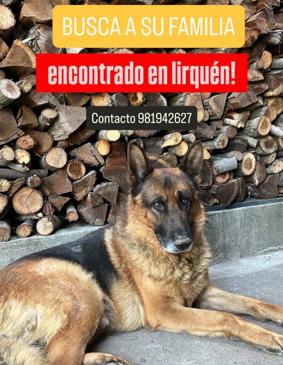 Yo solo difundo, no es mi mascota ni vivo en la zona #Lirquén #Penco #Concepción #Incendios #Tomé #PuntadeParra