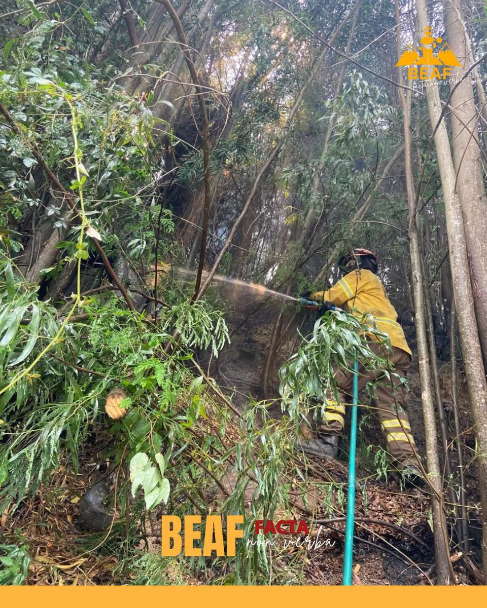 1ª Brigada Forestal Voluntaria de Chile tweet media