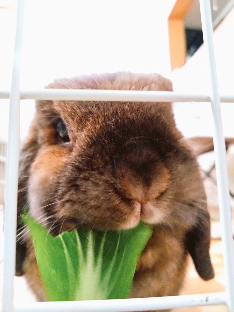 今日はチンゲン菜🥬
チョコちゃんの頭が平らになってる🤣