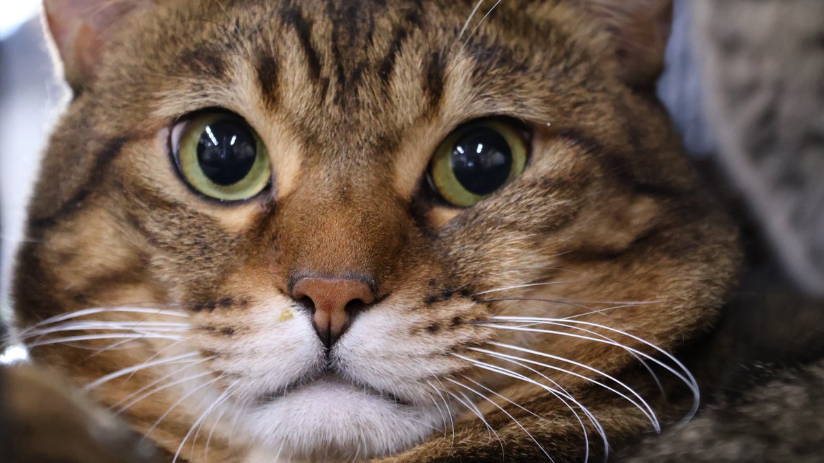 まんまるマルくん里親募集中
毛にベンガル混ざってます　濃ゆい色のキジ猫
拡散お願いします