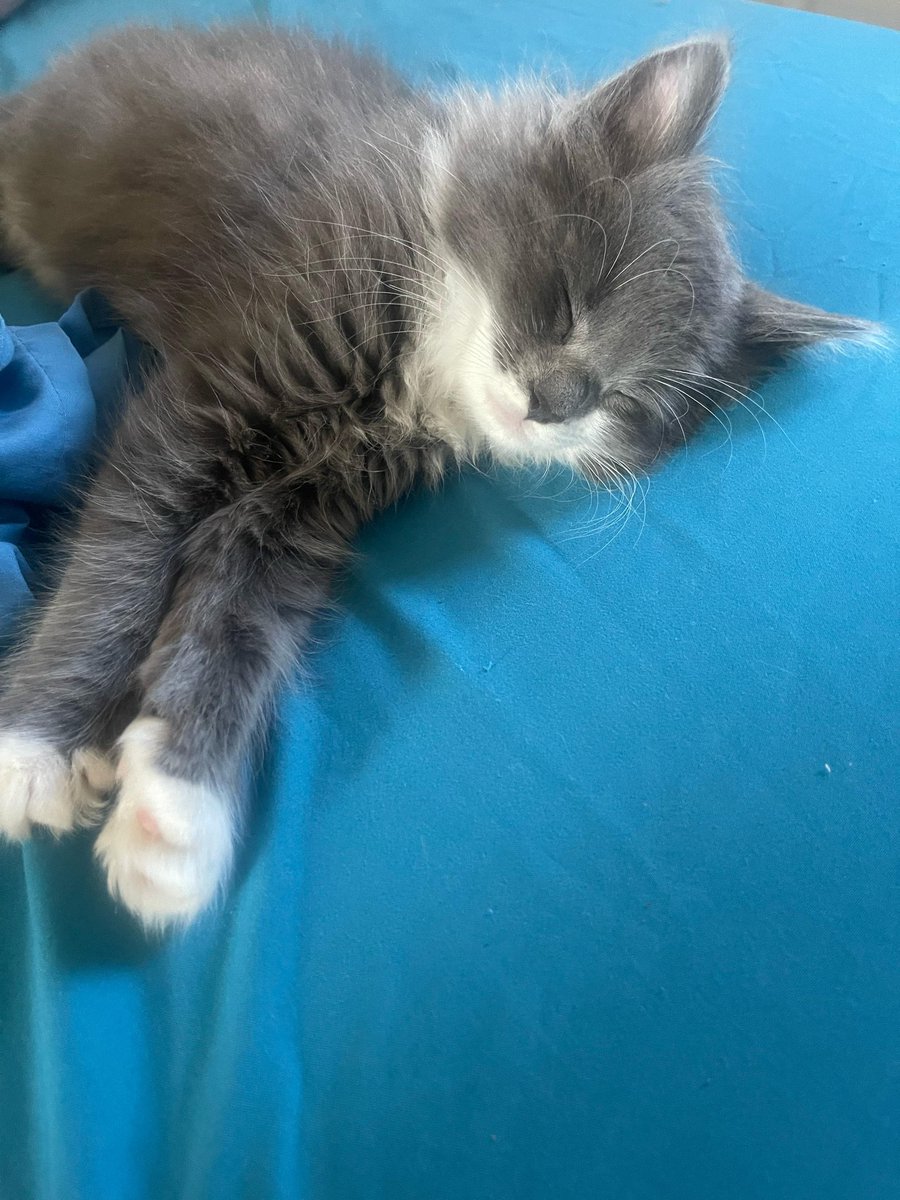 RappCatsAdopt's tweet photo. Aurora followed Miara's instructions and has been snoozing alllll day!!
Re-charging her zooming batteries that will be full and ready by 3am sharp!
#kitten #socute #sofluffy #sleepy https://t.co/cedcr5pjNy