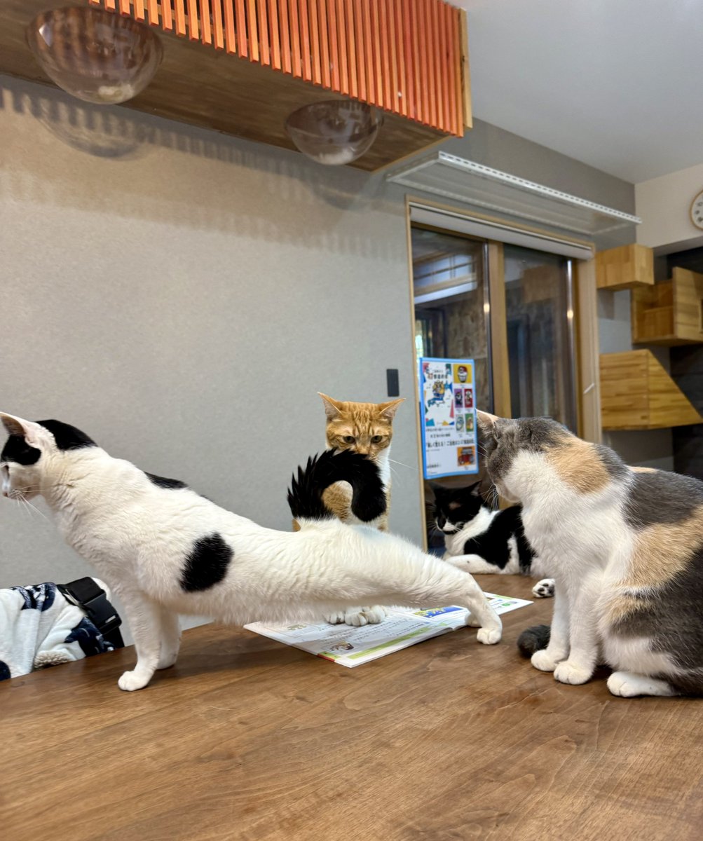 オーダー受付　猫パネル B100　7/13 なみそ📕KEN/メジェド4コマ書籍化！ on X: 