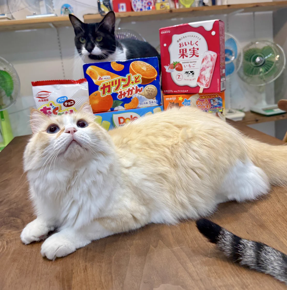 オーダー受付　猫パネル B100　7/13 なみそ📕KEN/メジェド4コマ書籍化！ on X: 