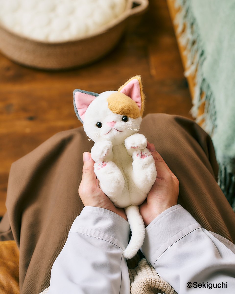 SEKIGUCHI_1918's tweet photo. どの子と目が合いましたか？🐱👀

「ころりんぬいぐるみ　ねこ」 
2026年2月発売🐾 https://t.co/UGpp4Hr4c2