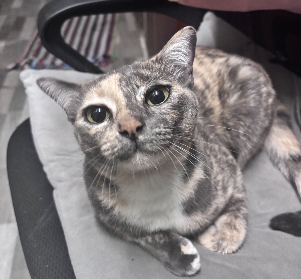 เปิดใจเถอะน้านุก็หลงมาเหมือนกันเเมวเปรอะน่ารักทุ้กตัว