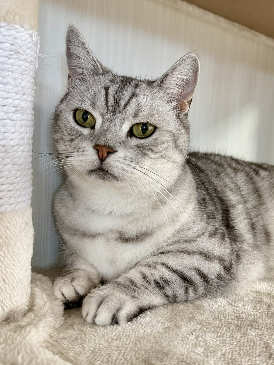 まる顔のルチルです
おはようございます😸
きょうは氷点下の世界に突入です。ｻﾑｲー🥶