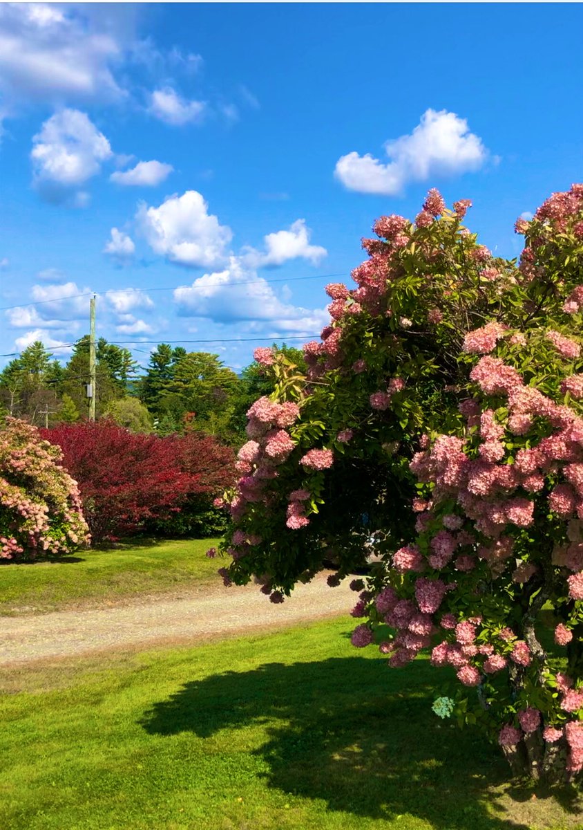 MicRic290's tweet photo. |🇺🇸 Sugar Hill, New Hampshire
‘’Gardening is an instrument of grace.’’ ~May Sarton
🏞️ « La nature porte toujours les couleurs de l’esprit. » ~Ralph Waldo Emerson
#ThursdayInBloom #jeudiphoto #GardenersWorld #GardensHour #GardenJoy #FlowerPhotography https://t.co/hHXZB7yDoV