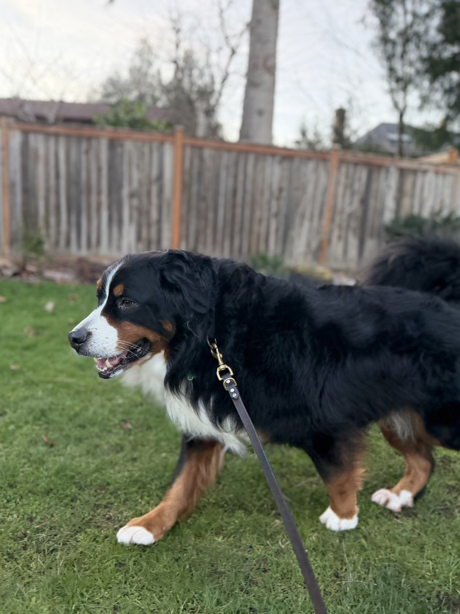 久しぶりに明るい時間帯に散歩した🐾