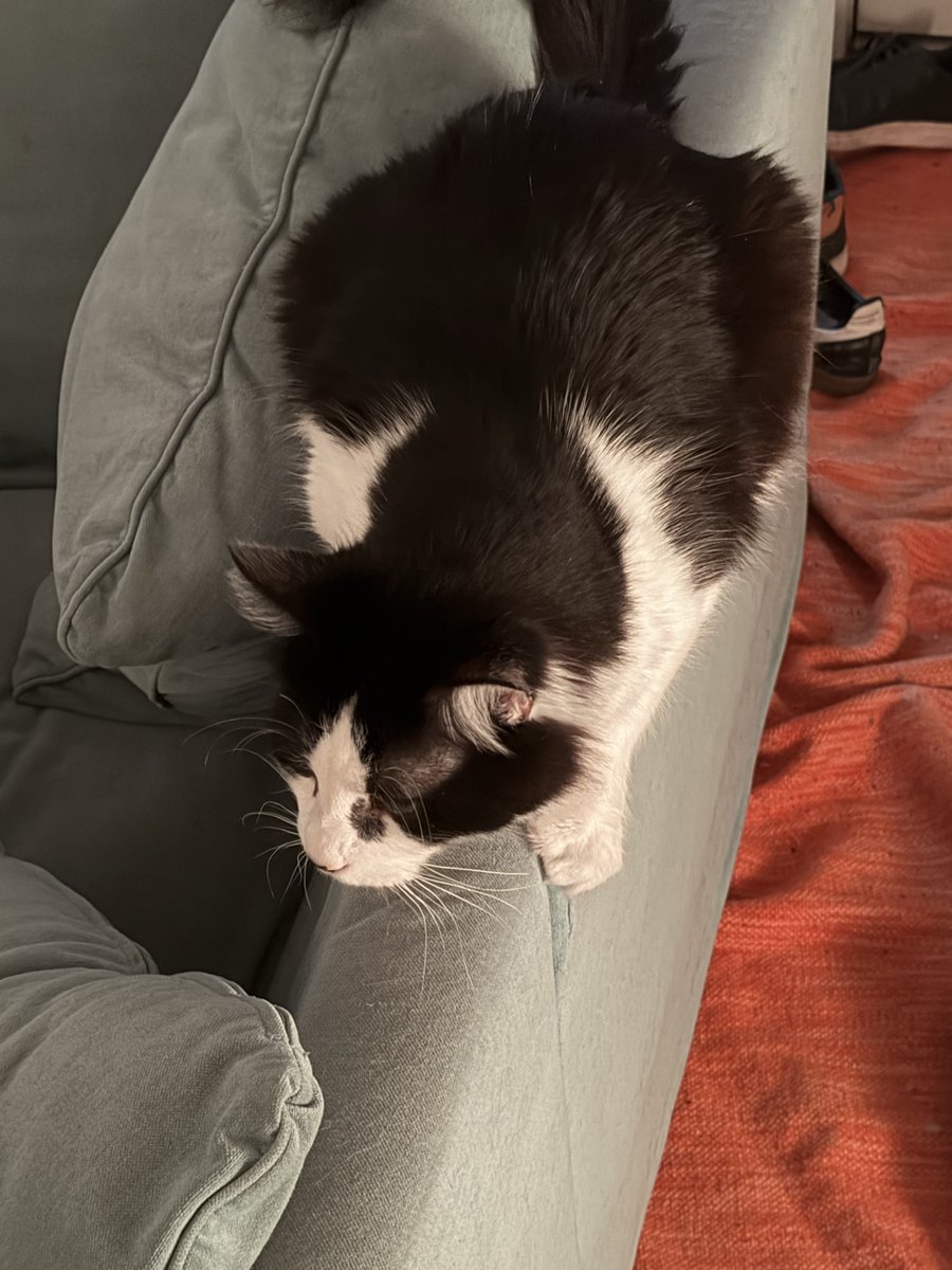 Nicholas Hellmuth tweet media