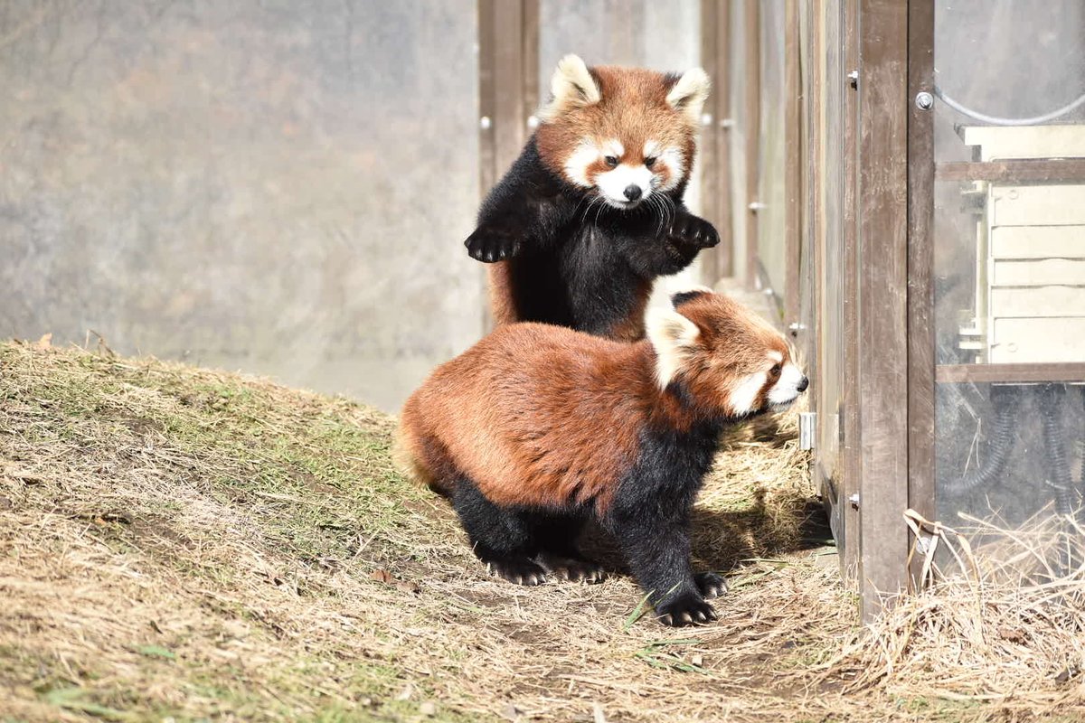 nbXbBrR08MvJeKF's tweet image. ママ発見💡
#ミルク　#ミロ
#レッサーパンダ
#茶臼山動物園