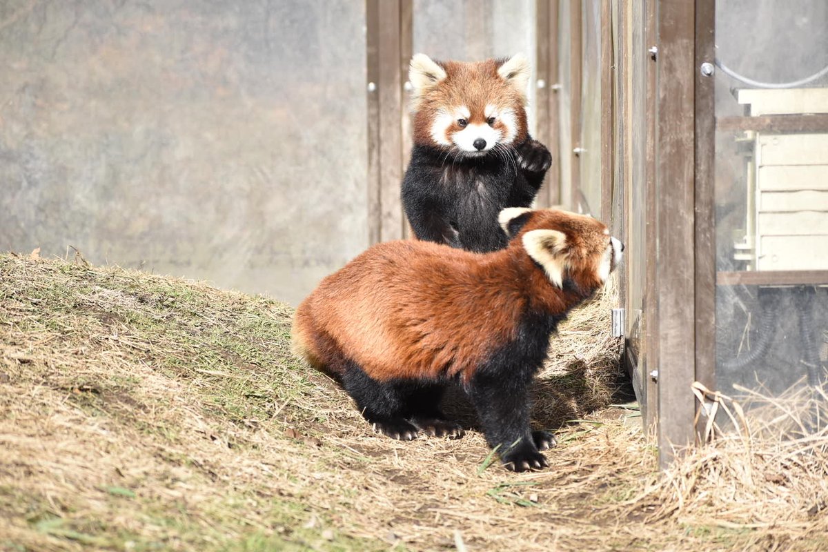 nbXbBrR08MvJeKF's tweet image. ママ発見💡
#ミルク　#ミロ
#レッサーパンダ
#茶臼山動物園