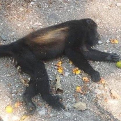 SEMARNAT no informó durante un mes la muerte de un saraguato infestado por gusano barrenador.

No ha actualizado en más de medio año sus datos abiertos.

Pero SEMARNAT sí usa puntualmente sus redes y su página oficial para mostrarnos a Alicia Bárcena dedicada a su carrera