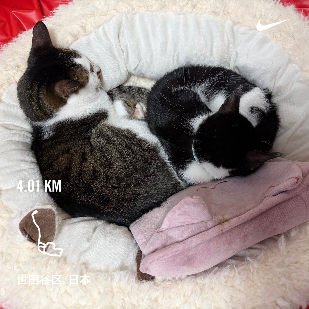 2026/01/19

今日のお題は「ジョグ 30分」

体調はバッチリだったけど、ガーミンからのお告げが「休息日」

結果お題はのんびりジョグ。

朝日を浴びながら神社行ったりのんびりご近所をゆっくりジョギングしてきました。

Nike⁠ Run Club アプリで 4.01 kｍを走りました

#ランニング
#GARMIN