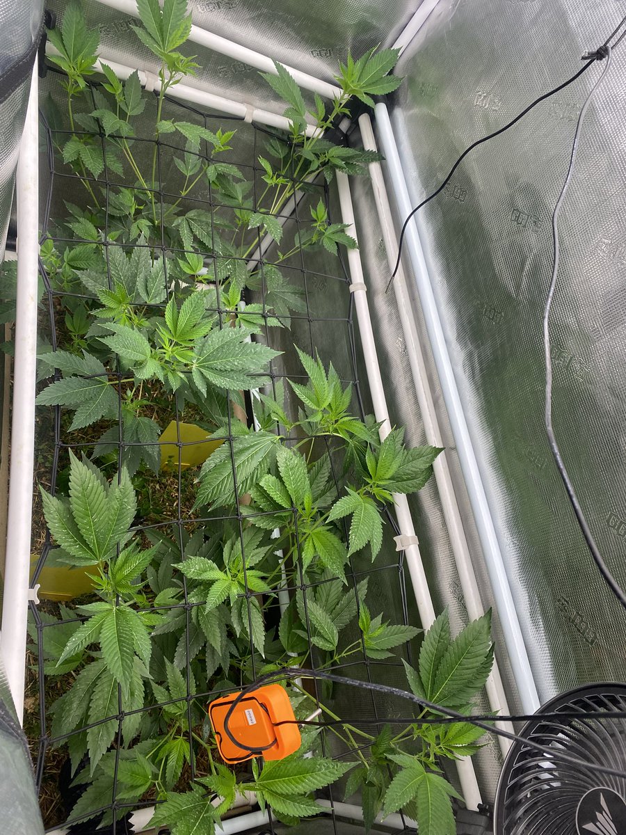 TheBigShowGrows tweet media