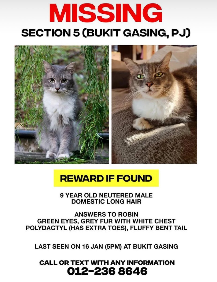 _TheJebs's tweet image. Mohon perhatian kawan-kawan di Bukit Gasing, Petaling Jaya. Ada keluarga kehilangan kucing bernama Robin.
