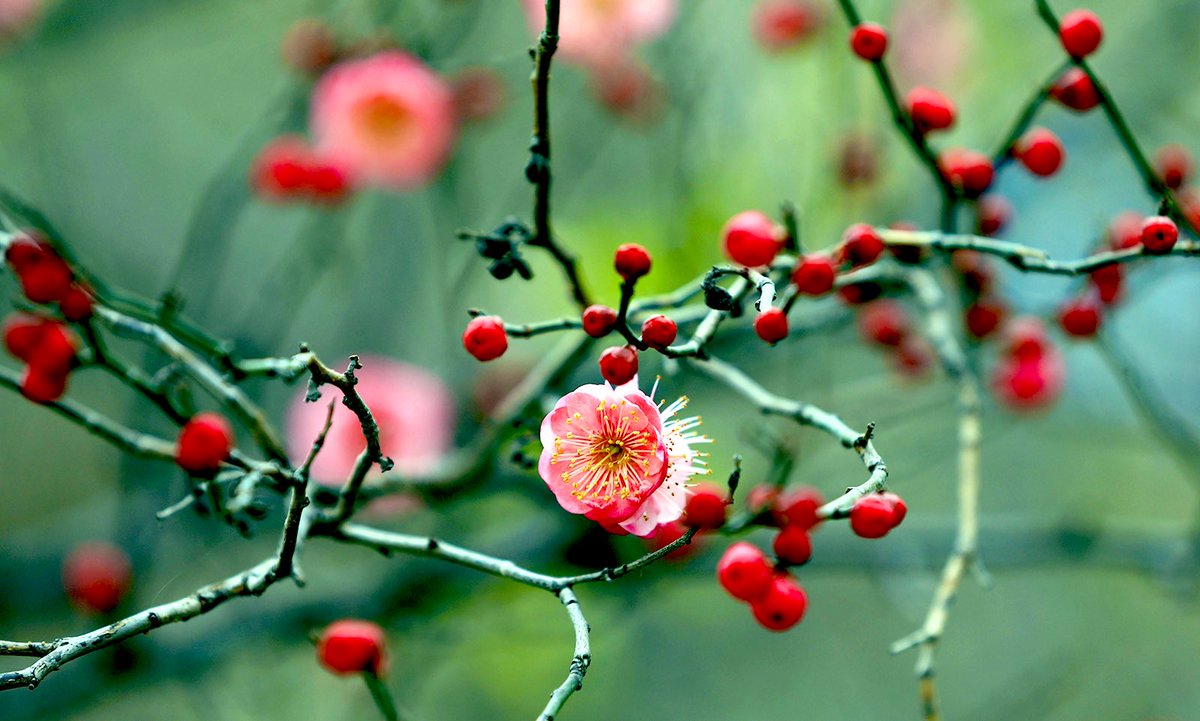 HiGansu's tweet image. 📸🌸The blossoming red plum flowers in the deep winter herald the hope of #spring.
#winterseason #gansu #ChinaTravel #SpringFever 
📍Longnan city, Gansu province