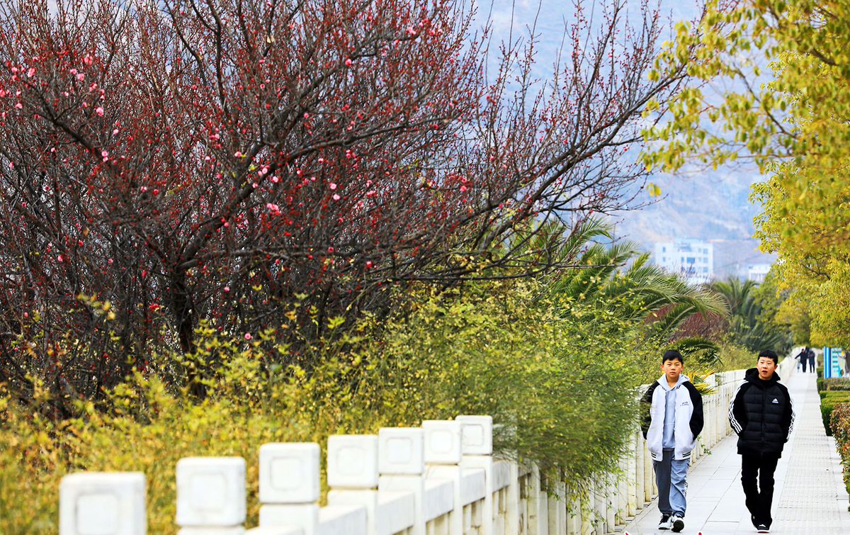 HiGansu's tweet image. 📸🌸The blossoming red plum flowers in the deep winter herald the hope of #spring.
#winterseason #gansu #ChinaTravel #SpringFever 
📍Longnan city, Gansu province