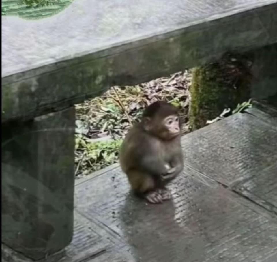 letidefe's tweet image. Fui ao cinema assistir Hamnet e saí com vergonha das pessoas que sentaram ao meu lado, chorei de soluçar. Faz tempo que não assisto um filme tão lindo.