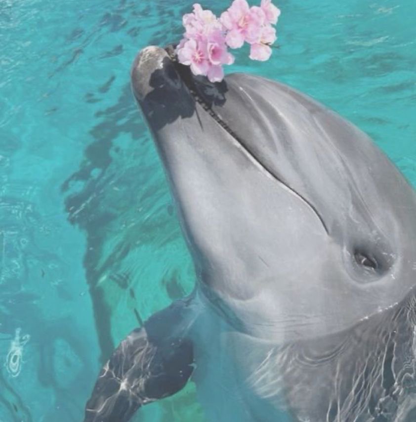 prettygrlem's tweet image. my sweet baby puppy