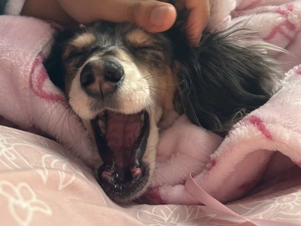 prettygrlem's tweet image. my sweet baby puppy