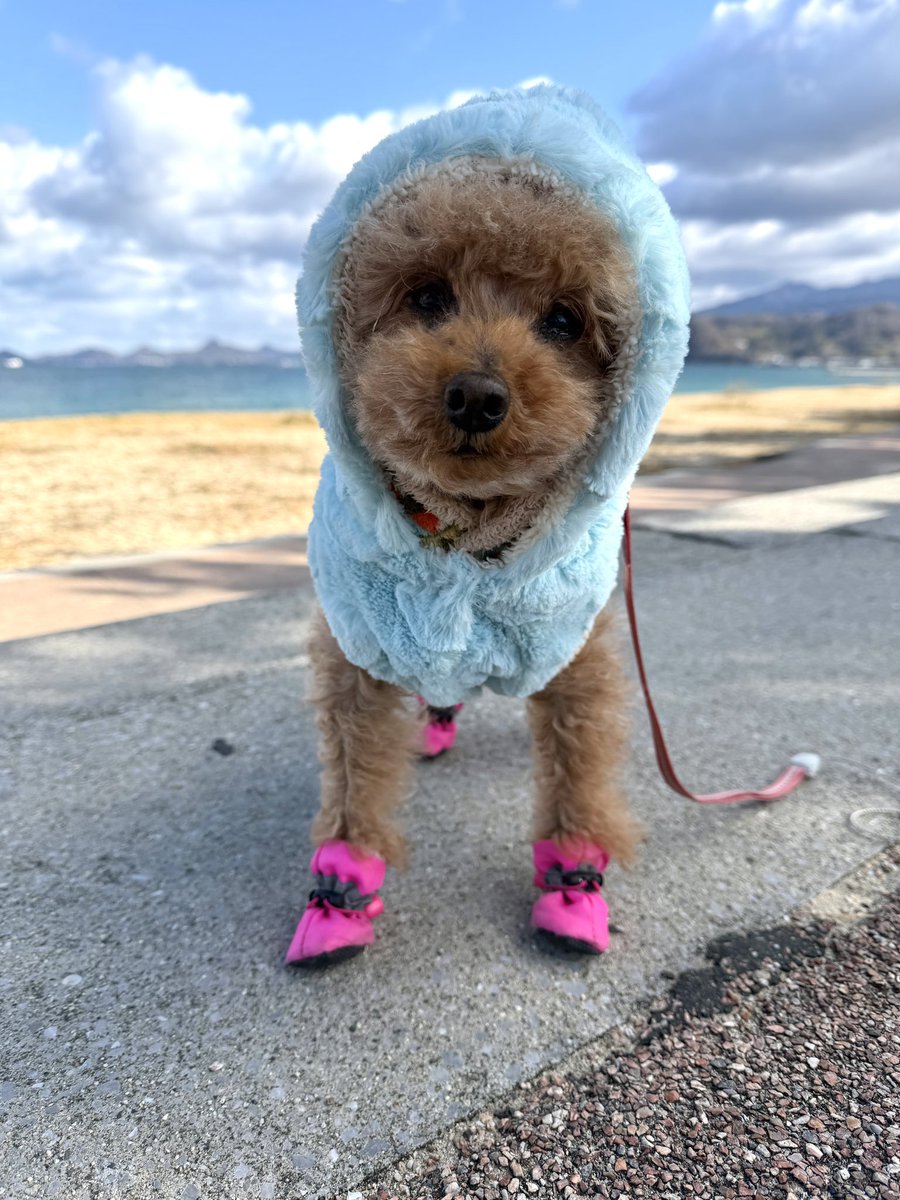 トイプーママ❤️ あと1ヶ月で13歳🐶 わんわんパトロール🐾 がおー！ฅ(ᐢ⸝⸝˙Ⱉ˙⸝⸝ᐢ