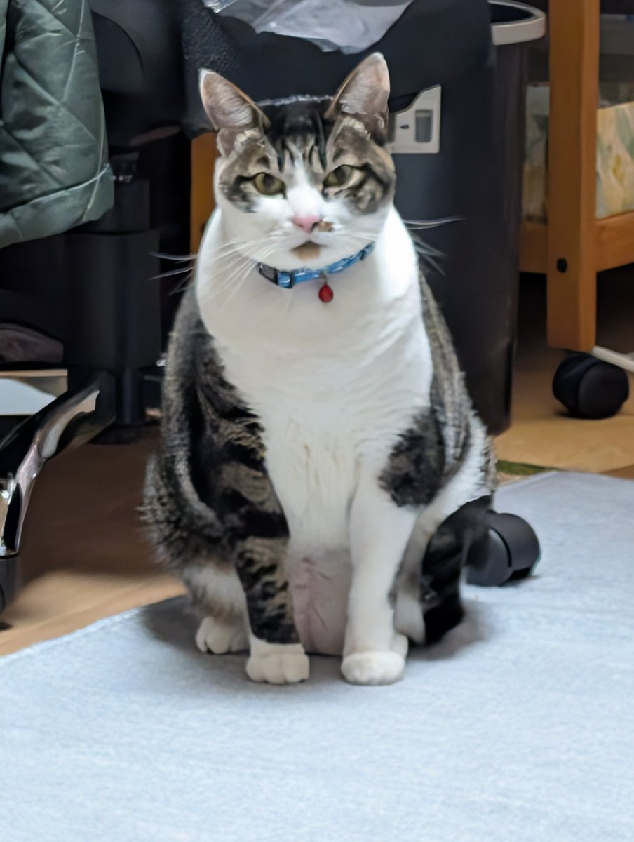 この前おじ家のねこに会ってきたんだけどさ

めっちゃでかくなってた