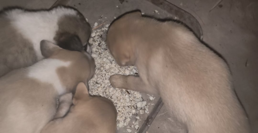 Nuttyinlove48's tweet image. 🐈🙏🏻 ฝากRTค่ะวันนี้มีตลาดเย็นฝากเลี้ยงไก่ต้มน้องๆ เรามีน้องๆที่ต้องดูแลเกือบ30ชีวิต มีน้องหมาจรด้วยค่ะ ไก่ต้มถุงล่ะ40บาท เด็กๆจะได้ทานของอร่อยอาทิตย์ล่ะครั้งค่ะ ฝากเมตตาเอ็นดูเด็กๆด้วยนะคะ💚✨ #ทาสแมว #ทำบุญ