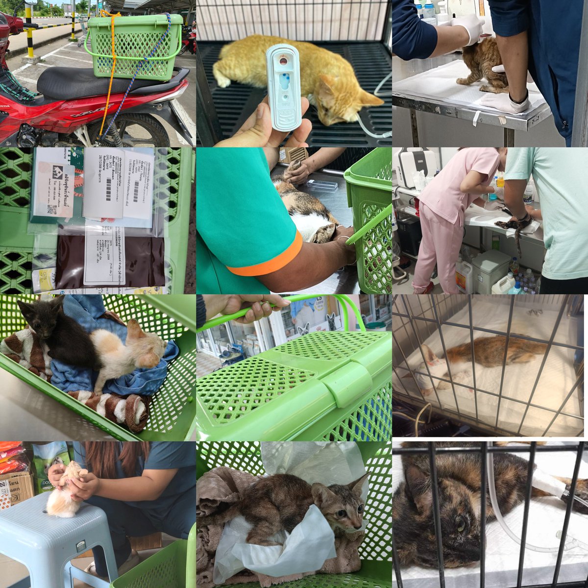 Nuttyinlove48's tweet image. 🐈🙏🏻 ฝากRTค่ะวันนี้มีตลาดเย็นฝากเลี้ยงไก่ต้มน้องๆ เรามีน้องๆที่ต้องดูแลเกือบ30ชีวิต มีน้องหมาจรด้วยค่ะ ไก่ต้มถุงล่ะ40บาท เด็กๆจะได้ทานของอร่อยอาทิตย์ล่ะครั้งค่ะ ฝากเมตตาเอ็นดูเด็กๆด้วยนะคะ💚✨ #ทาสแมว #ทำบุญ