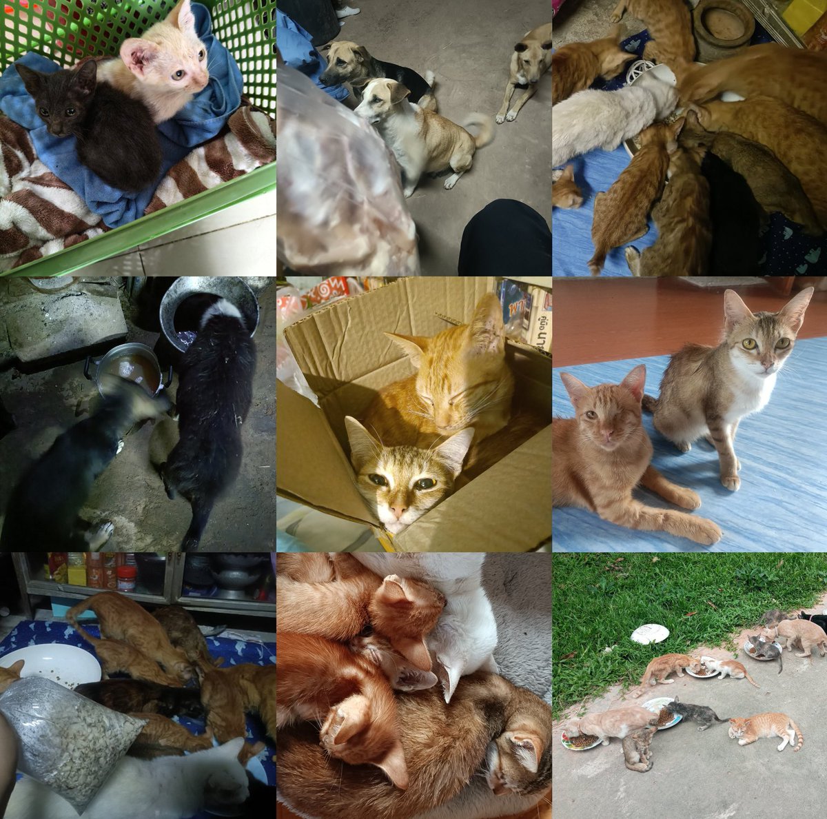 Nuttyinlove48's tweet image. 🐈🙏🏻 ฝากRTค่ะวันนี้มีตลาดเย็นฝากเลี้ยงไก่ต้มน้องๆ เรามีน้องๆที่ต้องดูแลเกือบ30ชีวิต มีน้องหมาจรด้วยค่ะ ไก่ต้มถุงล่ะ40บาท เด็กๆจะได้ทานของอร่อยอาทิตย์ล่ะครั้งค่ะ ฝากเมตตาเอ็นดูเด็กๆด้วยนะคะ💚✨ #ทาสแมว #ทำบุญ