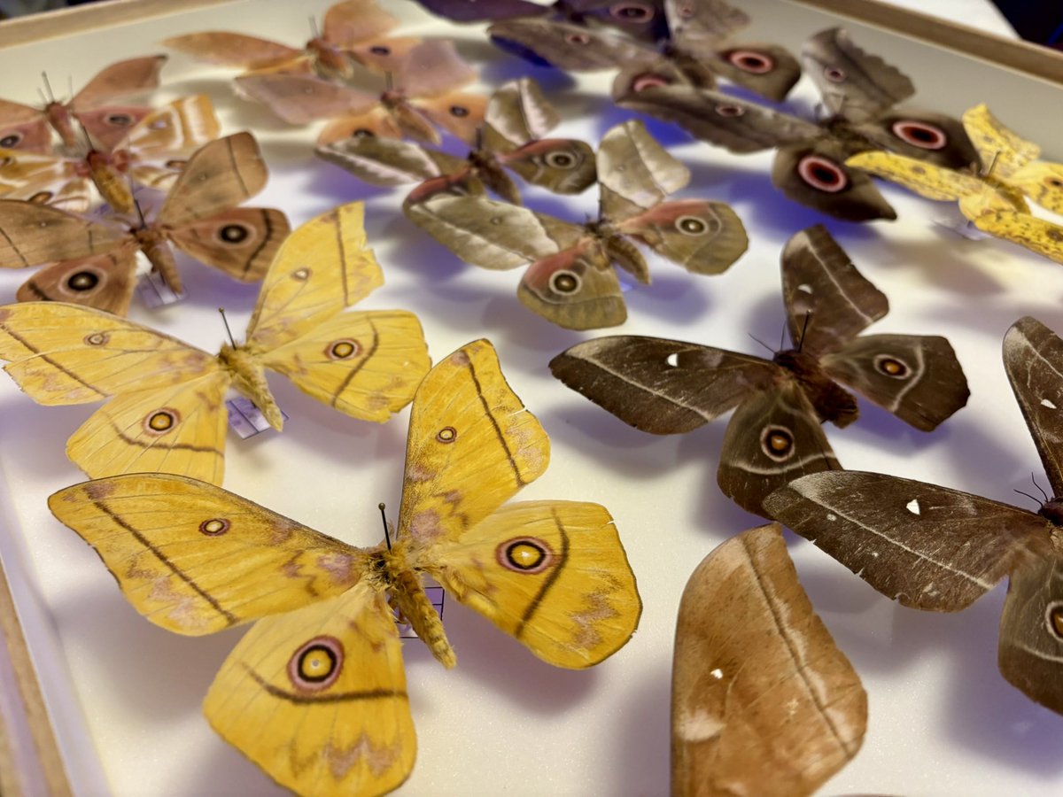 花と角」 (@dkyygbs) / Posts / X