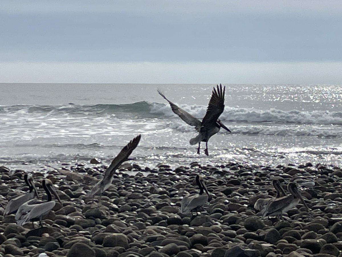 sameko71's tweet image. カッショクペリカンたくさんいた