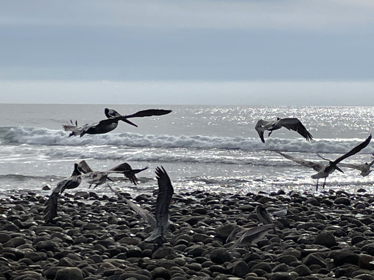 sameko71's tweet image. カッショクペリカンたくさんいた