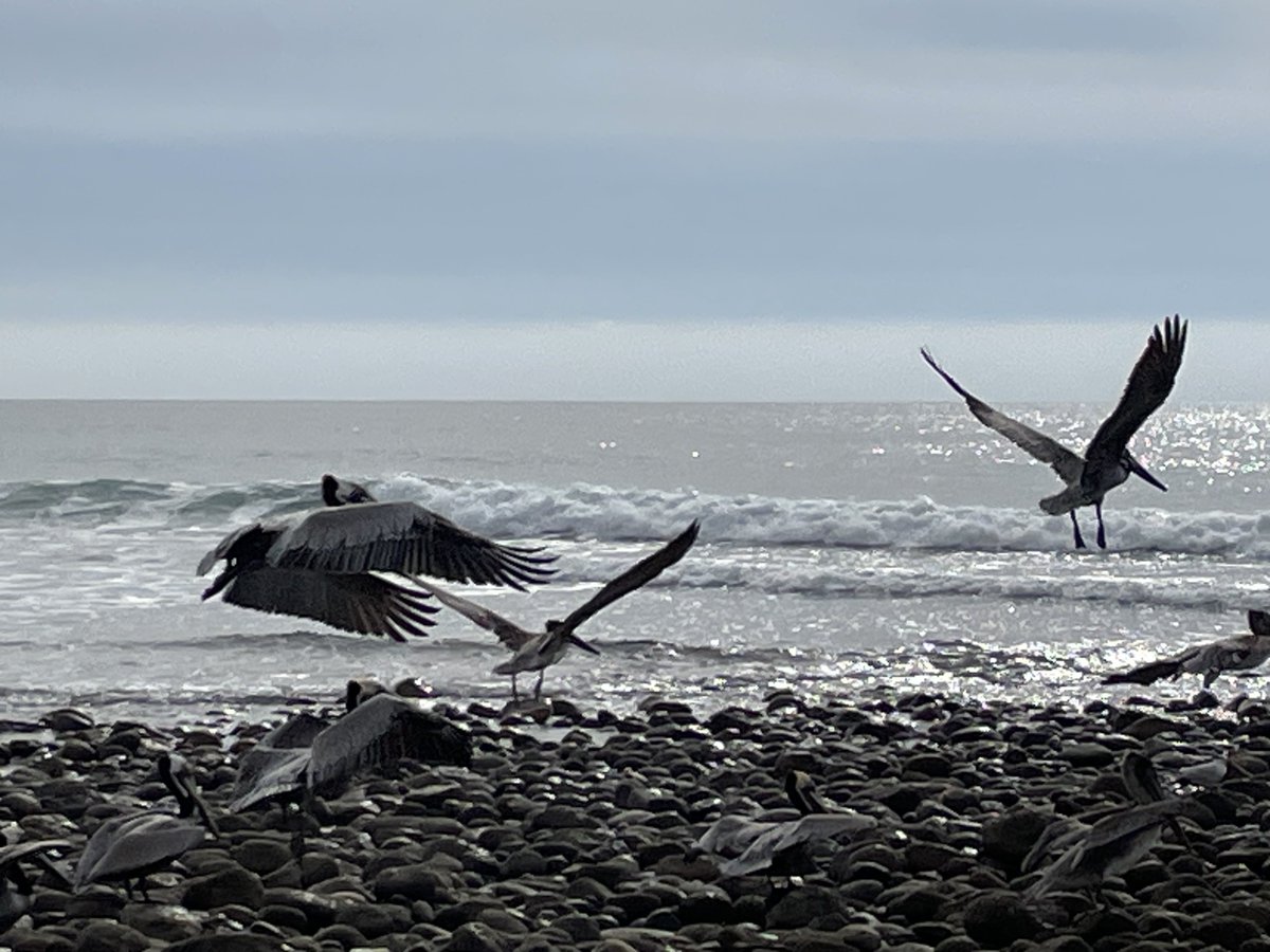 sameko71's tweet image. カッショクペリカンたくさんいた