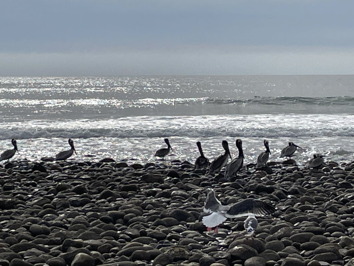 sameko71's tweet image. カッショクペリカンたくさんいた