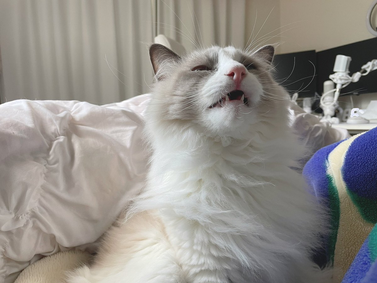 お尻らへん毛繕いすると臭いんか
なんとも言えない顔になるのツボww