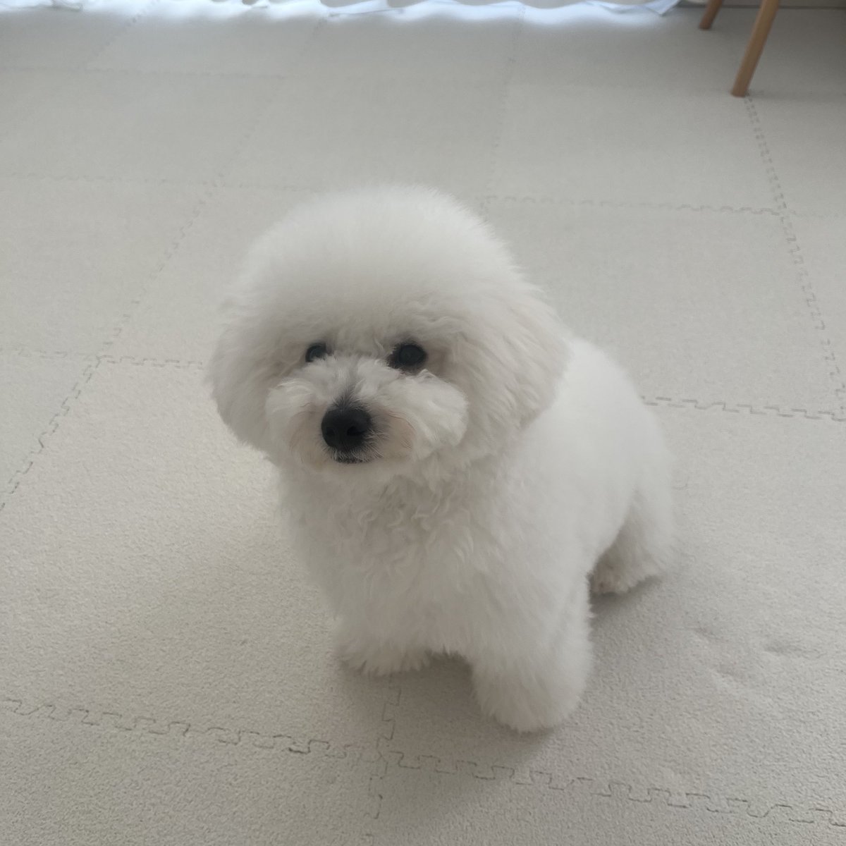 abefukumaru's tweet image. 