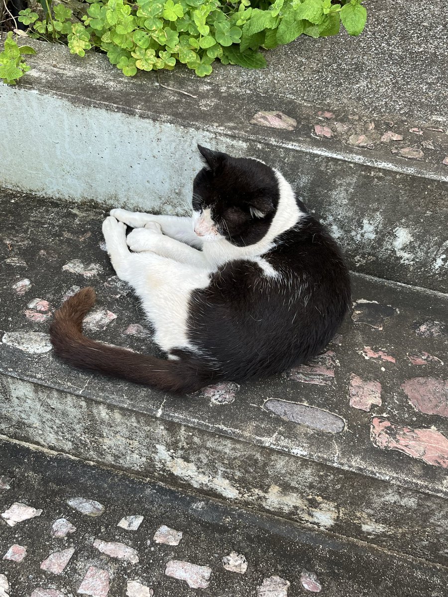 mami_mami027's tweet photo. 白黒はちわれ猫を探しています。
元、飯能市の地域猫。
埼玉県入間市東藤沢付近のお家の子になった日の夜逃げ出してしまいました。
些細な情報でも構いませんので、ご連絡いただければ幸いです。

#迷子猫  #埼玉県 #入間市 #東藤沢 #武蔵藤沢 #上藤沢 #飯能市 #狭山市 #所沢市 https://t.co/ZFzIEyk110