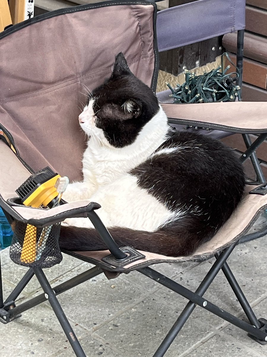 mami_mami027's tweet photo. 白黒はちわれ猫を探しています。
元、飯能市の地域猫。
埼玉県入間市東藤沢付近のお家の子になった日の夜逃げ出してしまいました。
些細な情報でも構いませんので、ご連絡いただければ幸いです。

#迷子猫  #埼玉県 #入間市 #東藤沢 #武蔵藤沢 #上藤沢 #飯能市 #狭山市 #所沢市 https://t.co/ZFzIEyk110