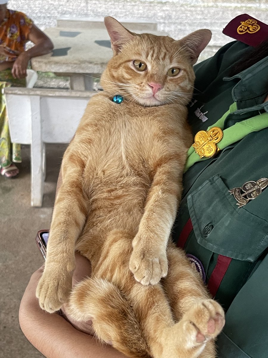 nooniiz_nn's tweet image. ลืมเล่าอีกเรื่อง ที่บ้านเลี้ยงไก่จรมาสักพัก น้องพิการ เพราะแมวส้ม (จรเช่นกัน มาจากไหนไม่รู้) ตอนน้องไก่ยังเล็กๆ ส้มไล่กัดจนน้องขาหัก ยายเลยต้องแยกจากแม่ไก่มาเลี้ยงเองตั้งแต่เป็นลูกเจี๊ยบ ตอนนี้น้องโตแล้ว ฉลาดมาก เดินเข้ากรงนอนเองได้🐥🐓

ส่วนแมวส้ม ที่บ้านก็ต้องเลี้ยงเช่นกัน🐈🤣