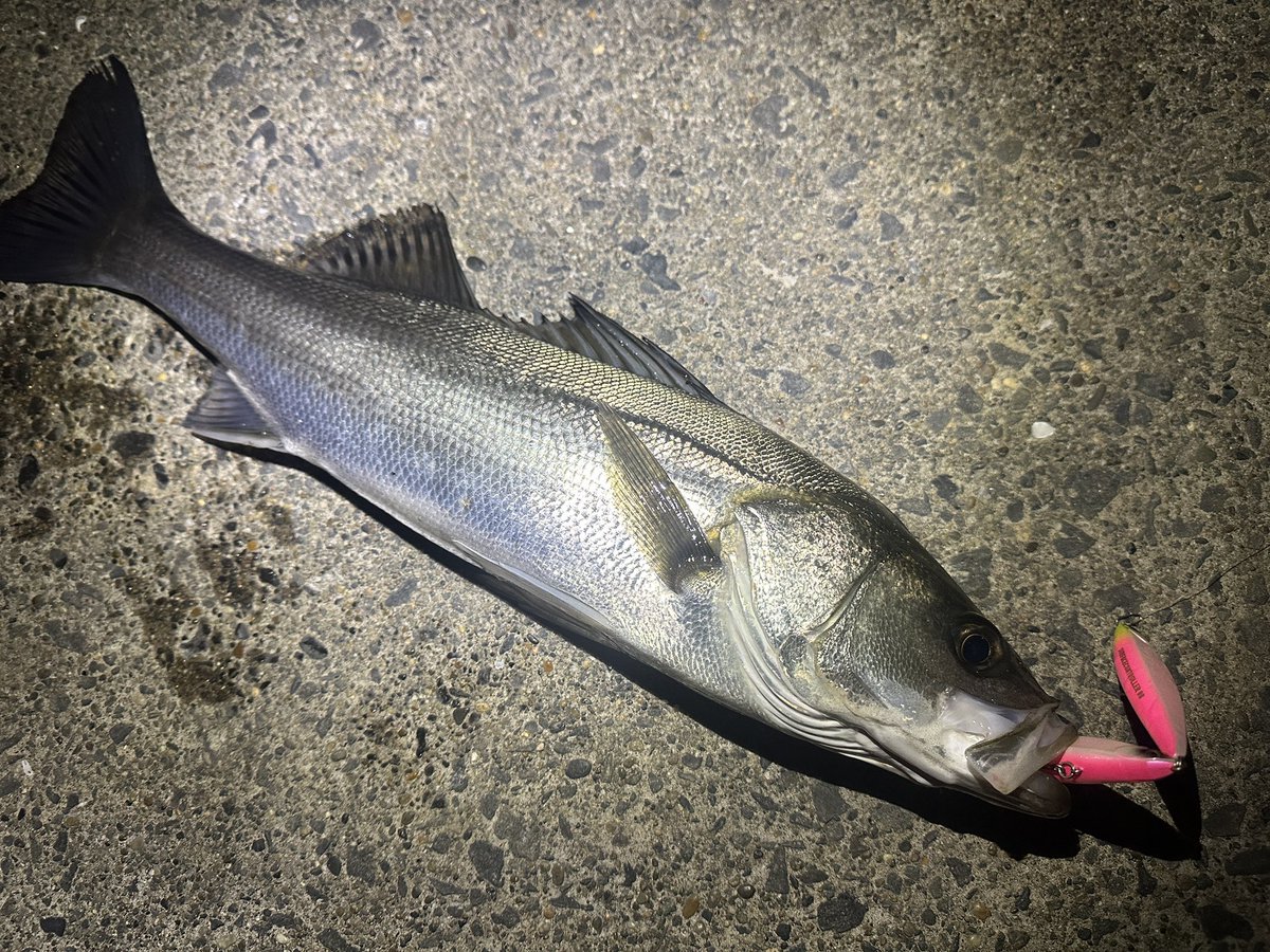 レガーメ　無双　イカメタル早い者勝ち❣️ しょう🔰おにおん🔰 (@Isfne0523sho) / Posts / X