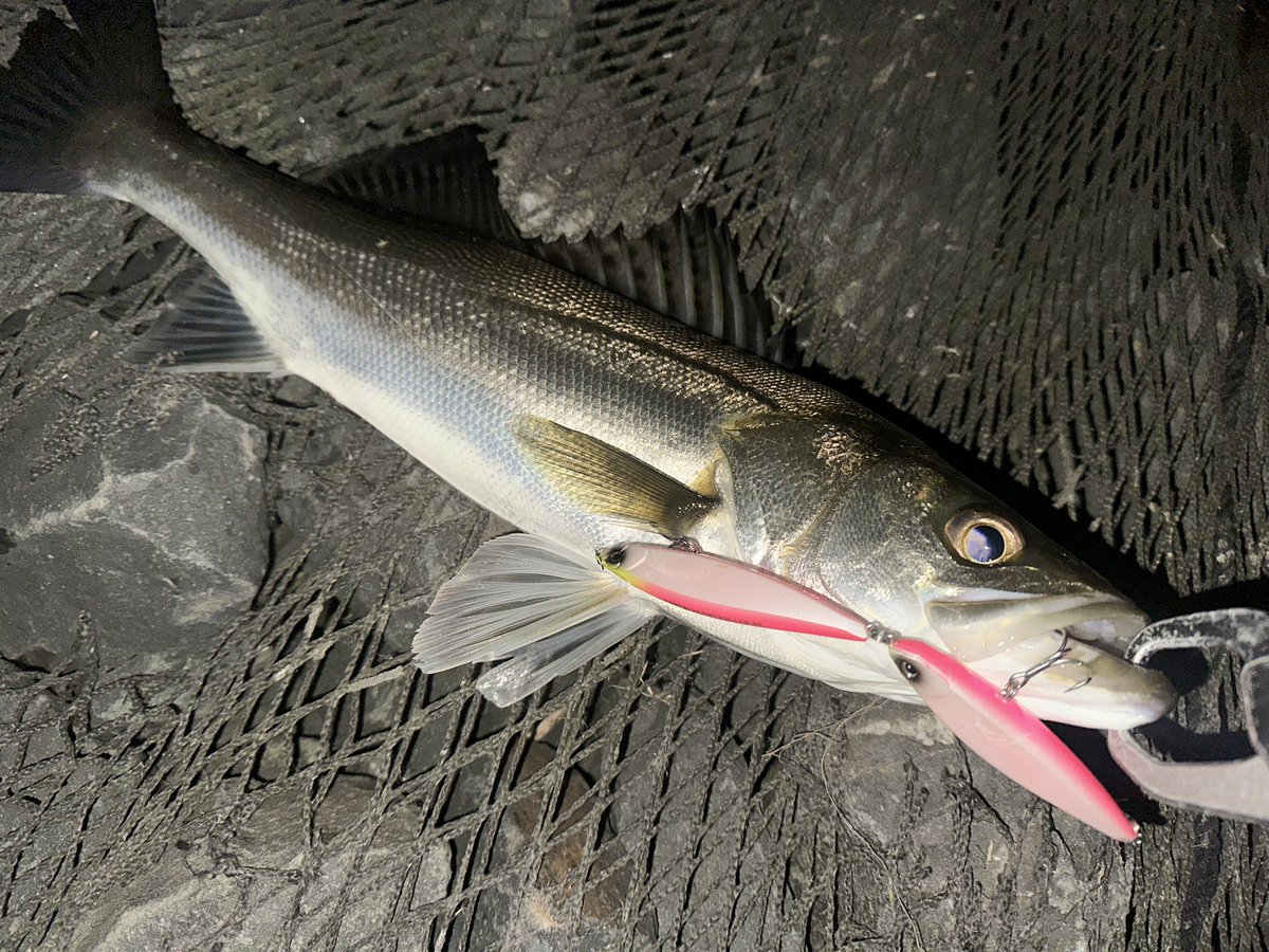 しょう🔰おにおん🔰 (@Isfne0523sho) / Posts / X