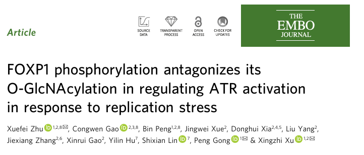 ubigene's tweet image. 🧬 FOXP1 has a non-transcriptional role in replication stress.
CHK1 phosphorylation vs O-GlcNAcylation fine-tunes ATR activation.
👉 ubigene.us/application/fo…
#ReplicationStress #ATR #DNARepair #CRISPR