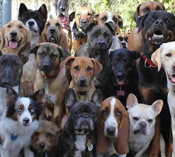 jennygodswill's tweet image. A group of dogs is called ____?  🥴