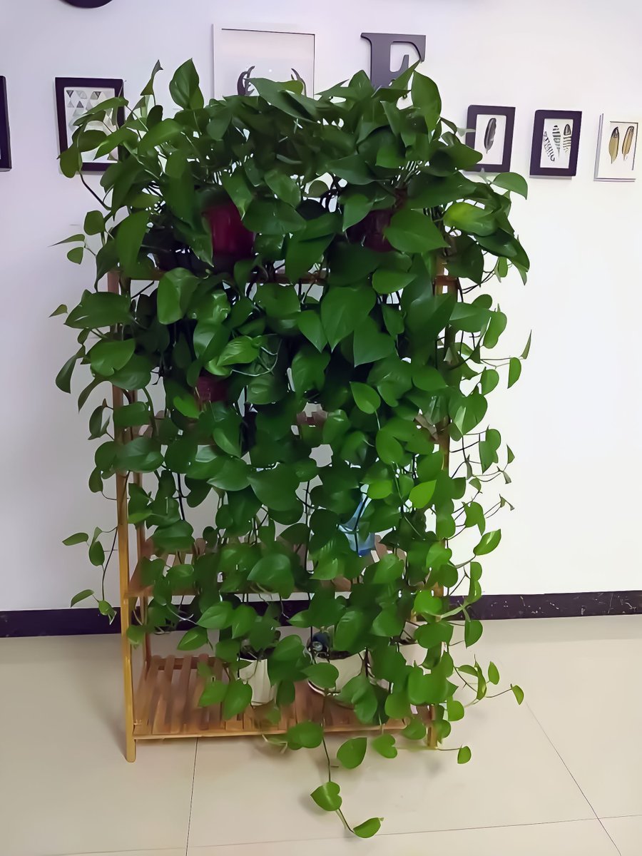 himanatokinitu1's tweet image. New to plant parenthood Stick to these 2 rules:  1. Water only when soil is dry (overwatering = #1 killer!).  2. Bright indirect light (no harsh sunburns!).  Your green friend will thank you.   #PlantCare101 #EasyPlants