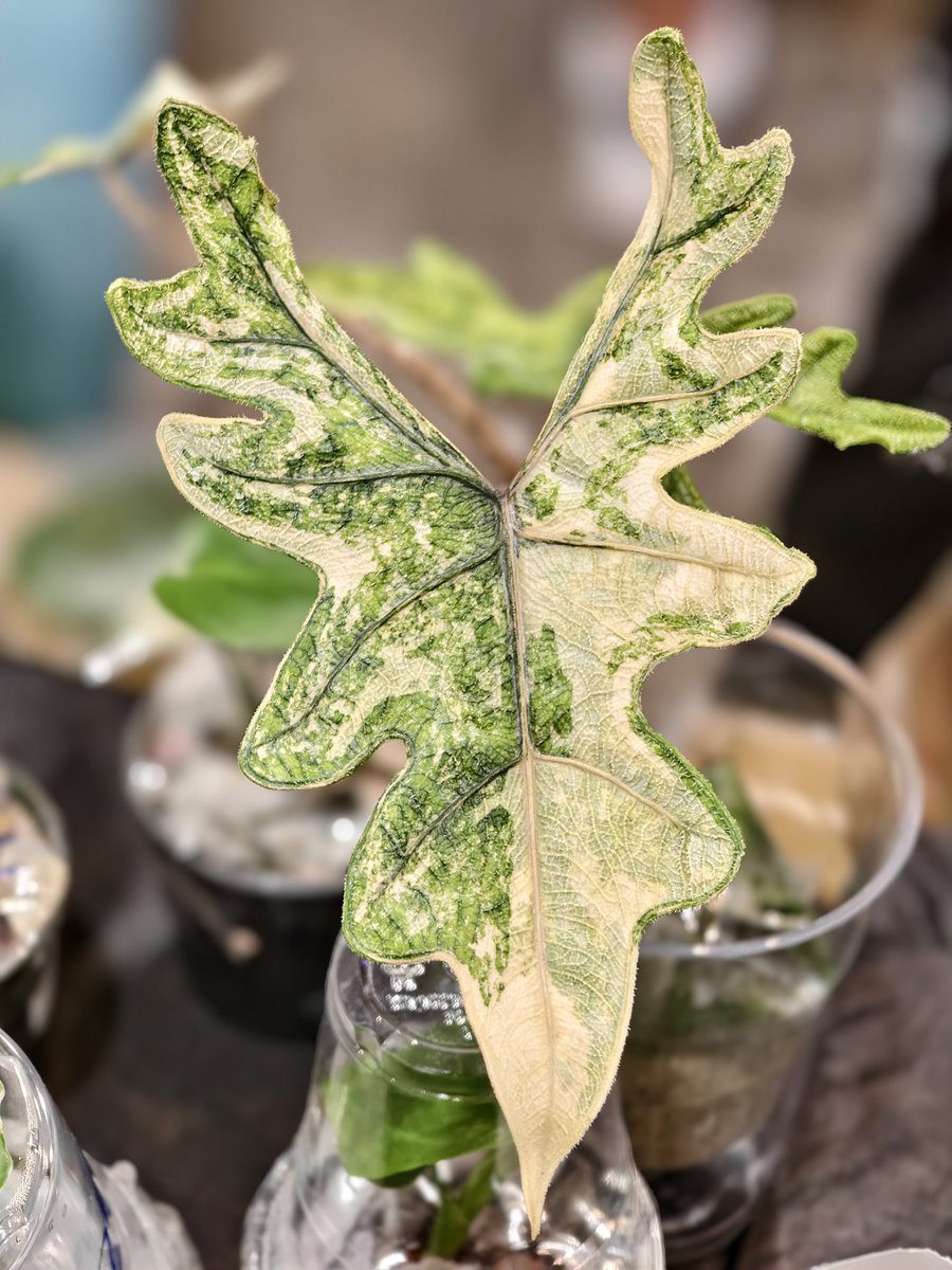 LocalFishShop's tweet photo. Living with living things.
Simply gorgeously expensive tho.
Hope to add it to my collection one day! https://t.co/YjK2whuIW1