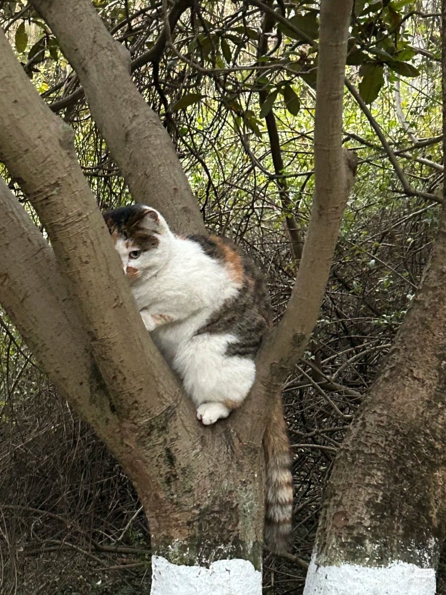 No Context Cats tweet media