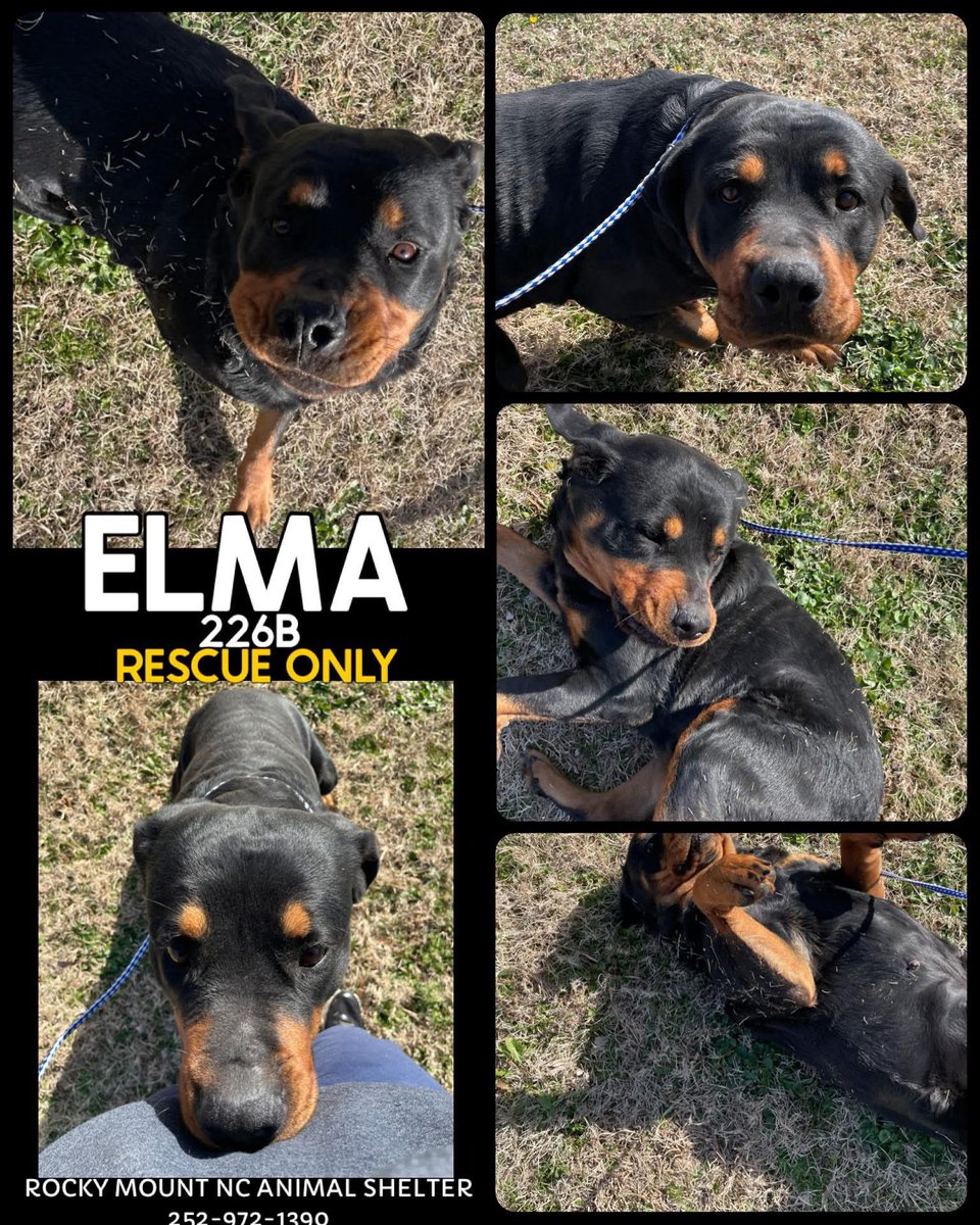 Dubs4Mutts's tweet photo. 🐕‍🦺 ELMA 🩷needs pledges & a foster out of Rocky Mount, NC🇺🇸
🆘 SOS 🐶❄️ EMERGENCY 🆘
ALL DOGS NEED OUT BY FRIDAY
Due to a potential 🌨️ emergency! 
ELMA is 3-4yo 60lbs & good w/other cats & dogs. We just lost an adoptable rottie & ELMA is RESCUE-only 🥺 Can you foster? Please 📧rmcriticalnetworking@gmail.com