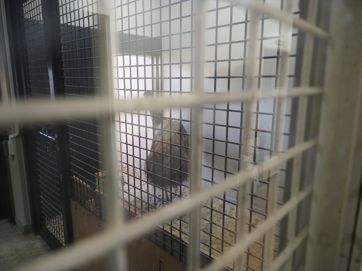 kyotoshidoubut1's tweet photo. エミューのゴウ（オス）はサルワールド再整備工事のための作業を気にして落ち着かなかったため、しばらくの間、展示を休止します。ご理解のほどよろしくお願いいたします。

#京都市動物園 #kyotocityzoo #エミュー #ゴウ #オス #展示休止 #しばらく #emu #gou #male #Noexhibits #Awhile https://t.co/Gn3kwAjTdn